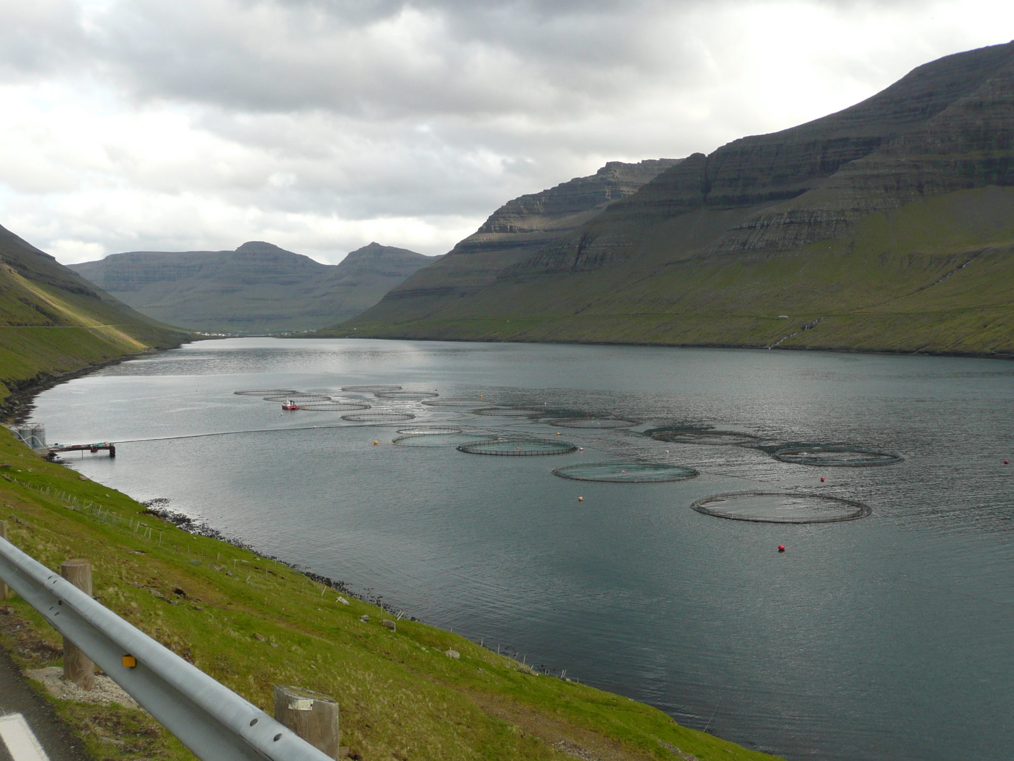 Farma łososi na Wyspach Owczych